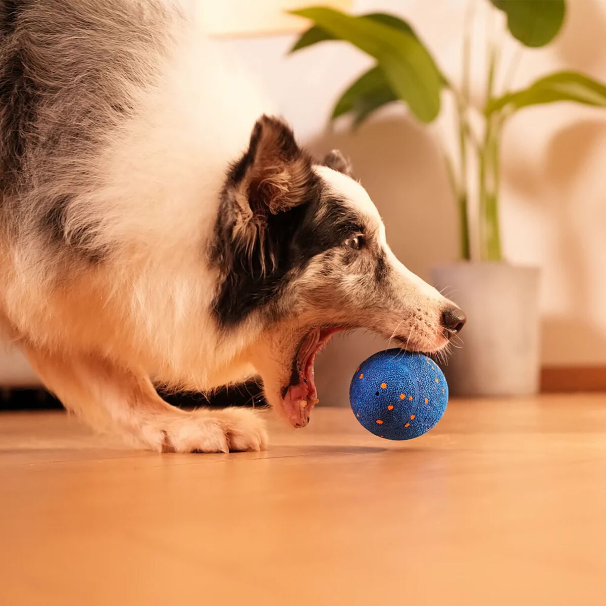 Cheerble Wicked Rugby Blue